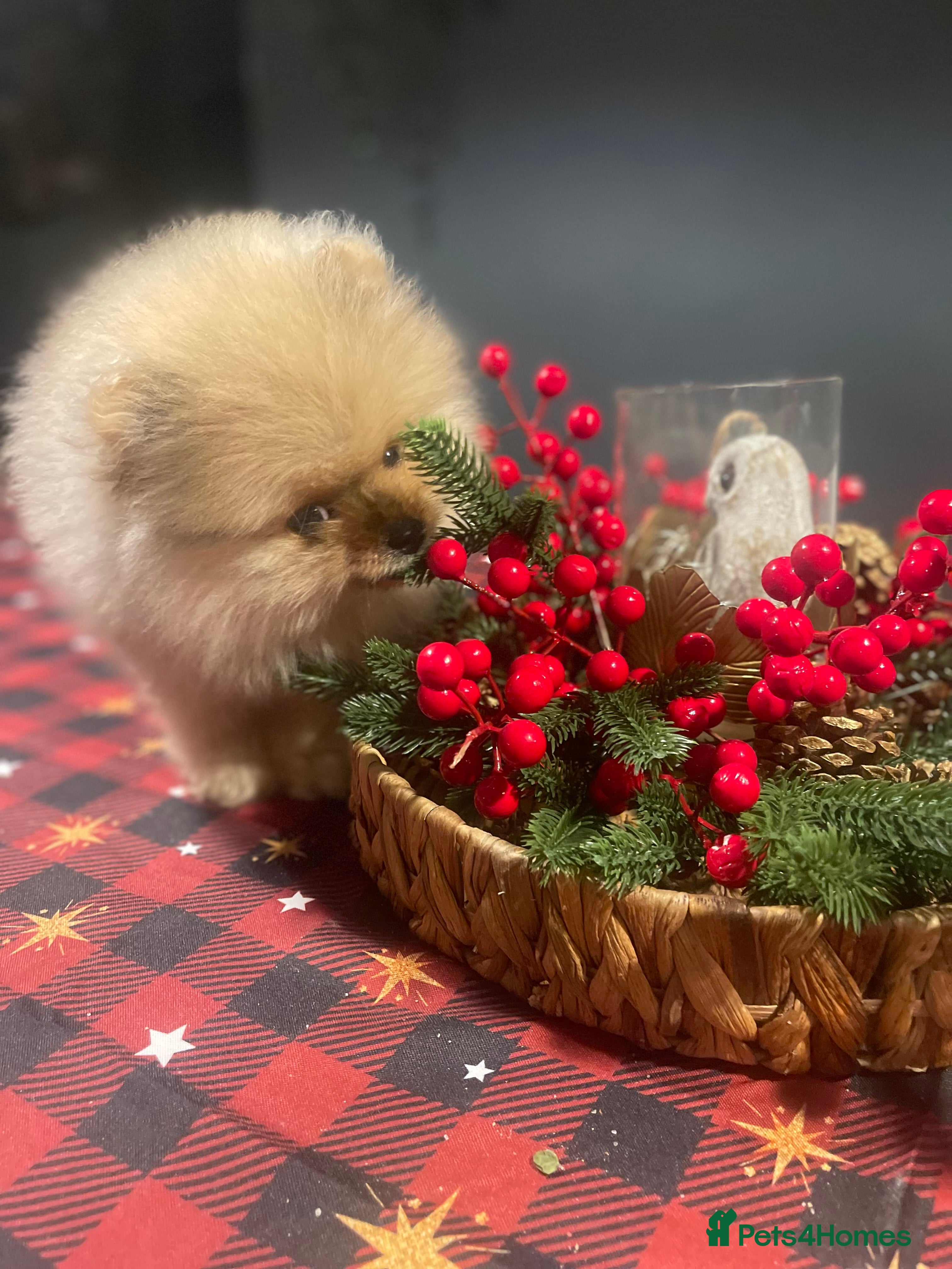 Pomeranian dogs 💙 Adorable Merle Pomeranian Puppy for Sale 💙 - Advert 9