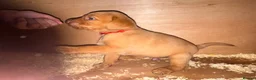 Labrador Retriever dogs for sale: Stunning dark red Labrador pups - Advert 10