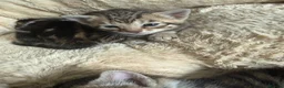 Mixed Breed cats for sale: Stunning bengal cross kittens - Advert 29