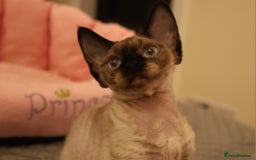 Devon Rex cats for sale: 🐱 Wonderful kittens Devon rex - Image 11
