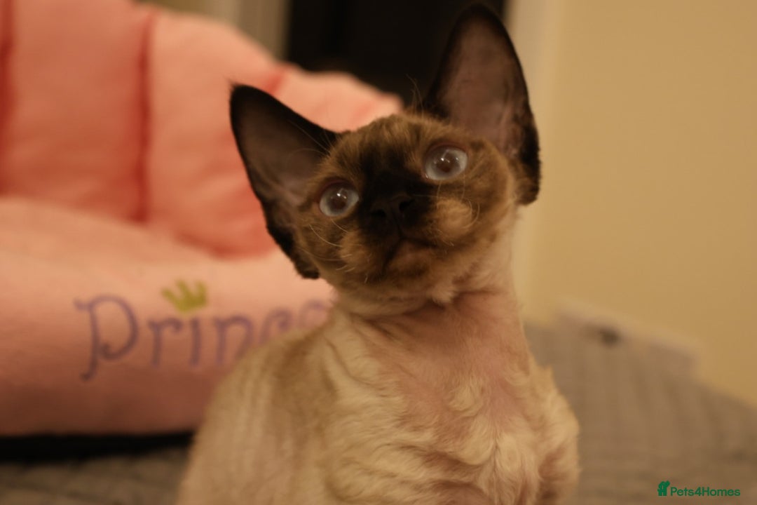Devon Rex cats for sale: 🐱 Wonderful kittens Devon rex - Image 11