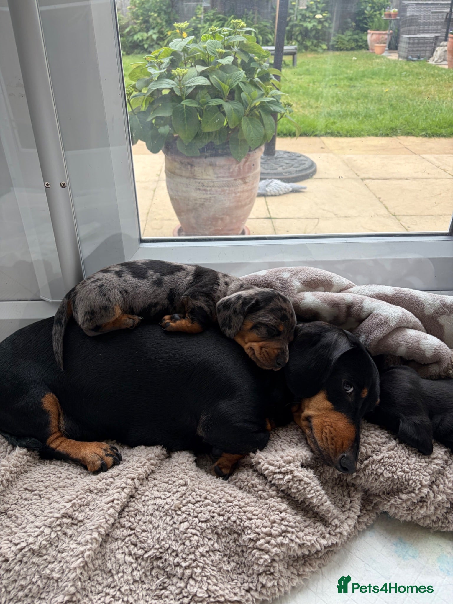 Miniature Dachshund dogs 2 x Miniature dachshund girls !  - Advert 1