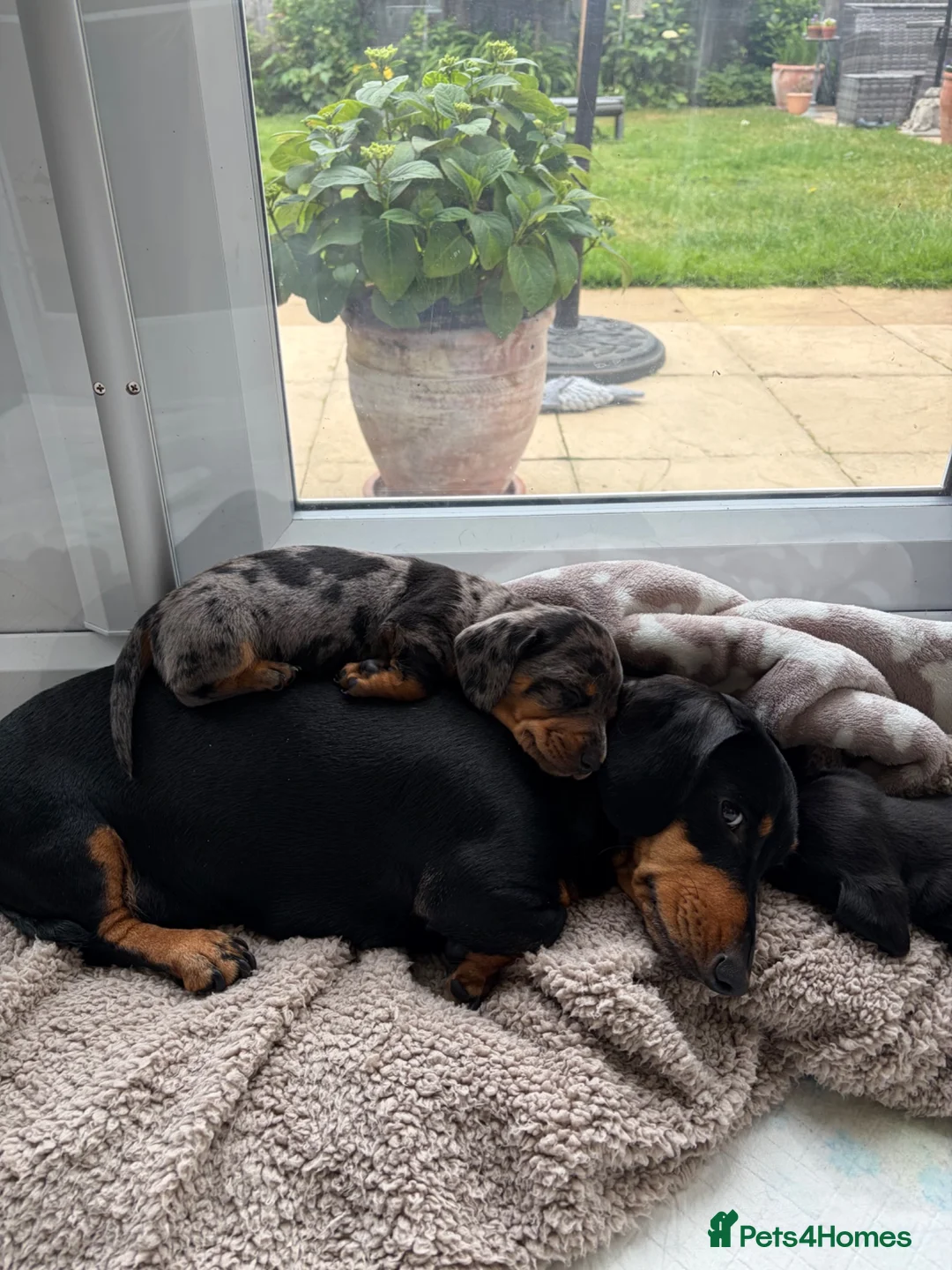 Miniature Dachshund dogs for sale: 2 x Miniature dachshund girls !  in Lincoln - Advert 1