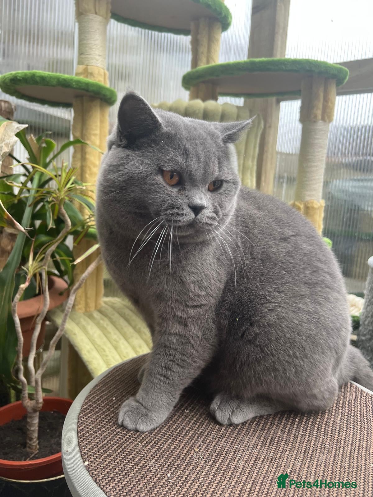 British Shorthair cats Beautiful Male British Shorthair Kitten  - Advert 2