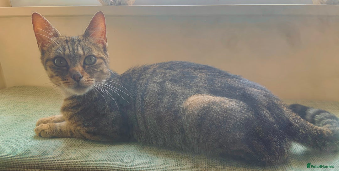 Savannah cats for sale: Stunning Savannah Cross kittens, ready now - Advert 19