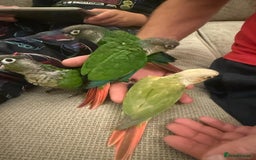 Conures birds for sale: 6 weeks tamed babies conure for sale - Image 10