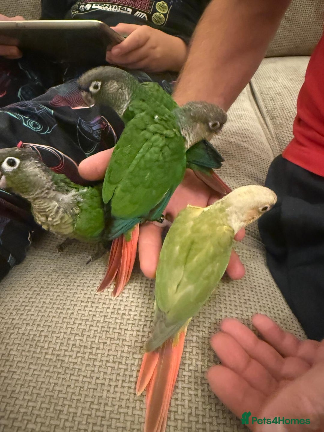 Conures birds for sale: 6 weeks tamed babies conure for sale - Image 10