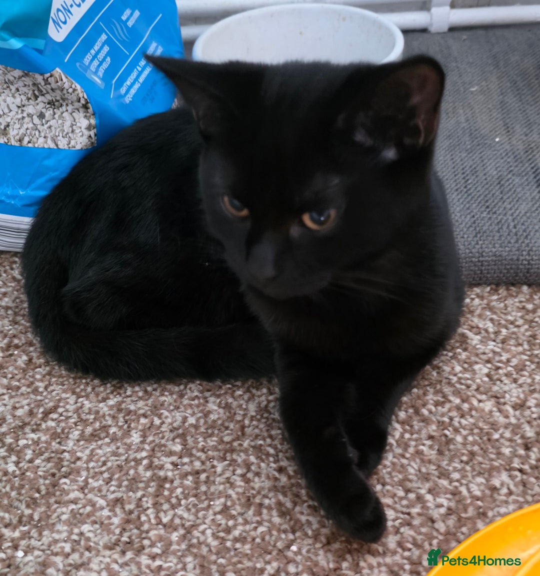 Mixed Breed cats for sale: LEFT ONE GIRL Beautiful Mixed British SH Kitten - Image 6