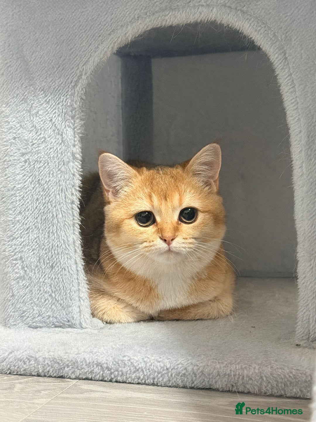 British Shorthair cats for sale: British shorthair 2 kittens - Advert 14