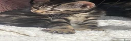 Bengal cats for sale:  Bengal kittens, ready to go! ❤️🏡 - Advert 16