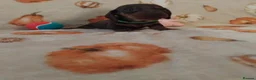 Miniature Dachshund dogs for sale: Miniat Dachshund puppy READY TO LEAVE  - Advert 9