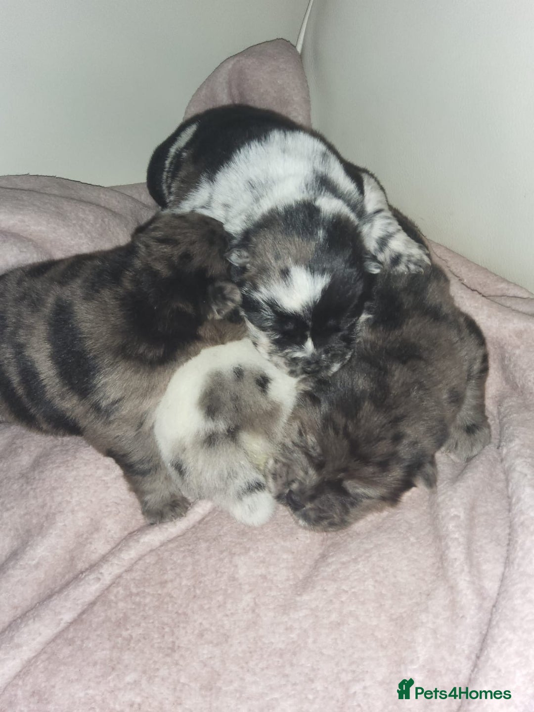 Chow Chow dogs for sale: 5 beautiful Merle rainbow chow chow puppies  - Advert 3