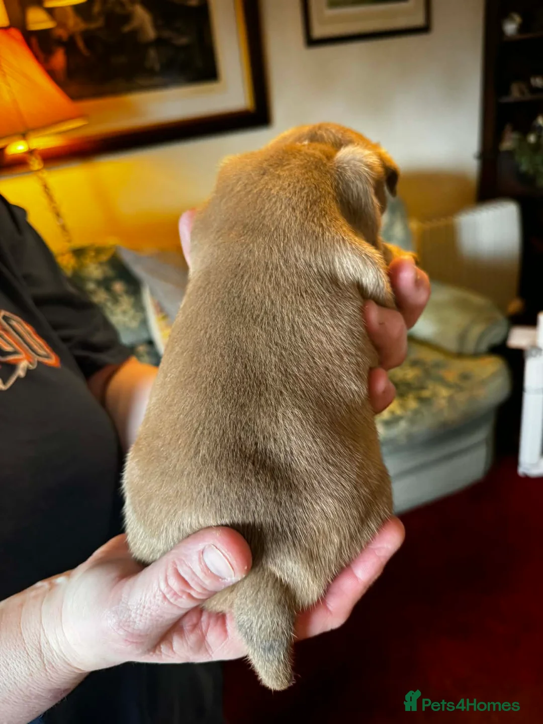 Staffordshire Bull Terrier dogs for sale: Stunning red dog puppies  - Advert 8