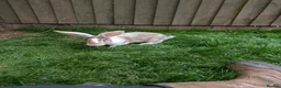 Continental Giant rabbits for sale: Ready now lovely boys  - Advert 3