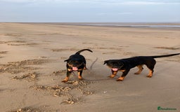 Rottweiler dogs for sale: 11 Pure bred Rottweiler - Image 7