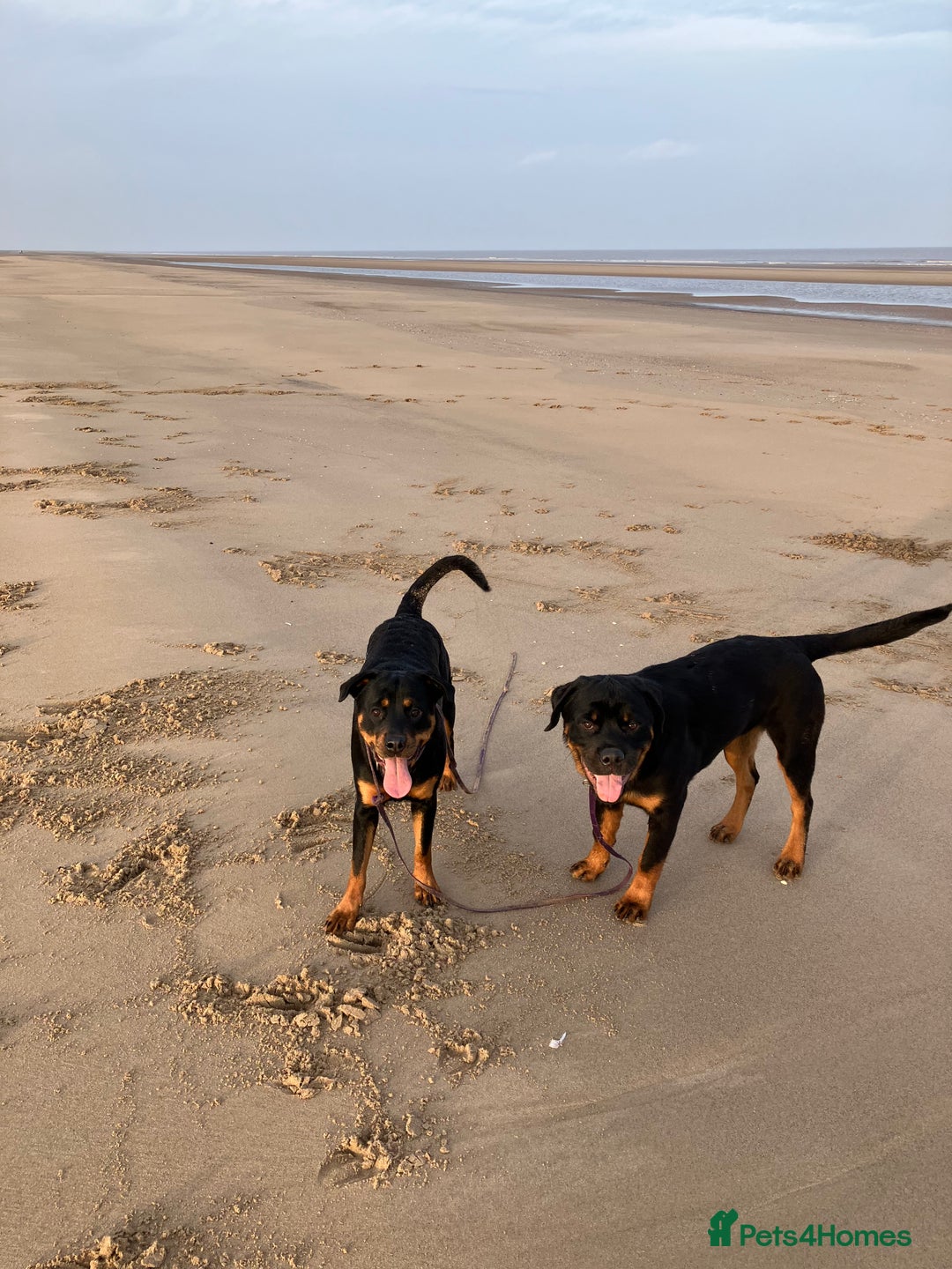 Rottweiler dogs for sale: 11 Pure bred Rottweiler - Image 7