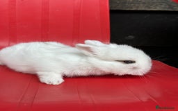 Mini Lop rabbits for sale: Mini lop bunnies  - Image 6