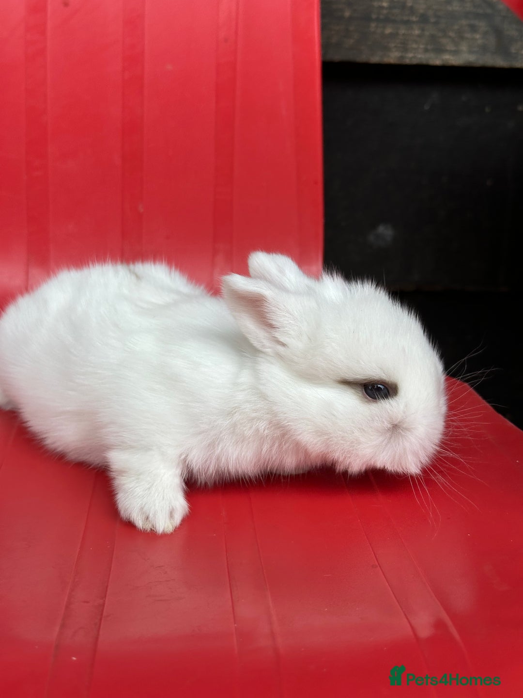 Mini Lop rabbits for sale: Mini lop bunnies  - Image 6