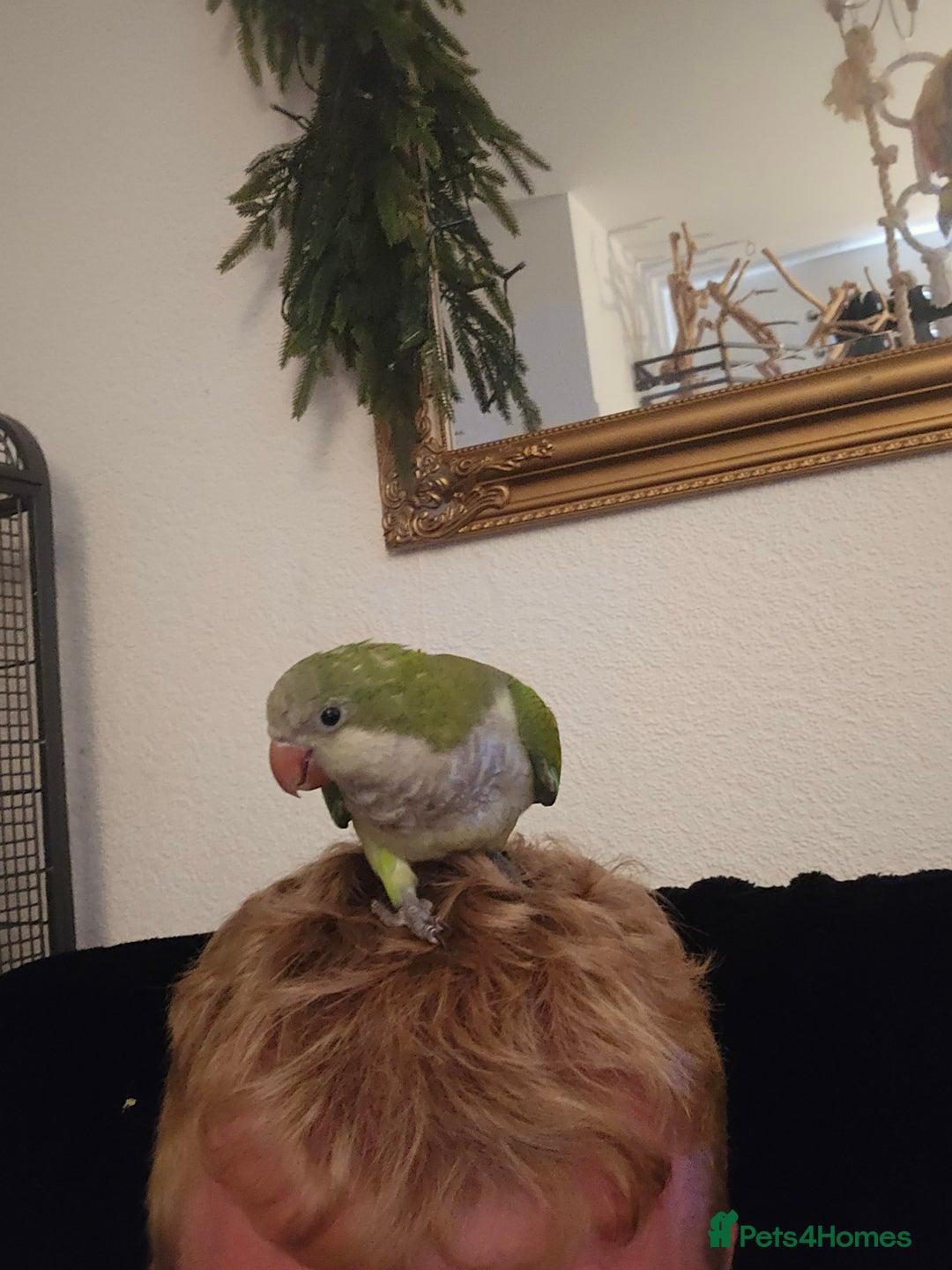 Parrots birds for sale: 2 handreared quakers 250/400 pair - Image 8