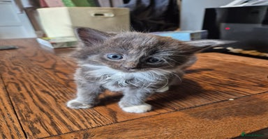 British Longhair cats - Advert 6