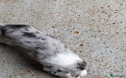 Border Collie dogs for sale: Border Collie puppies  - Image 15