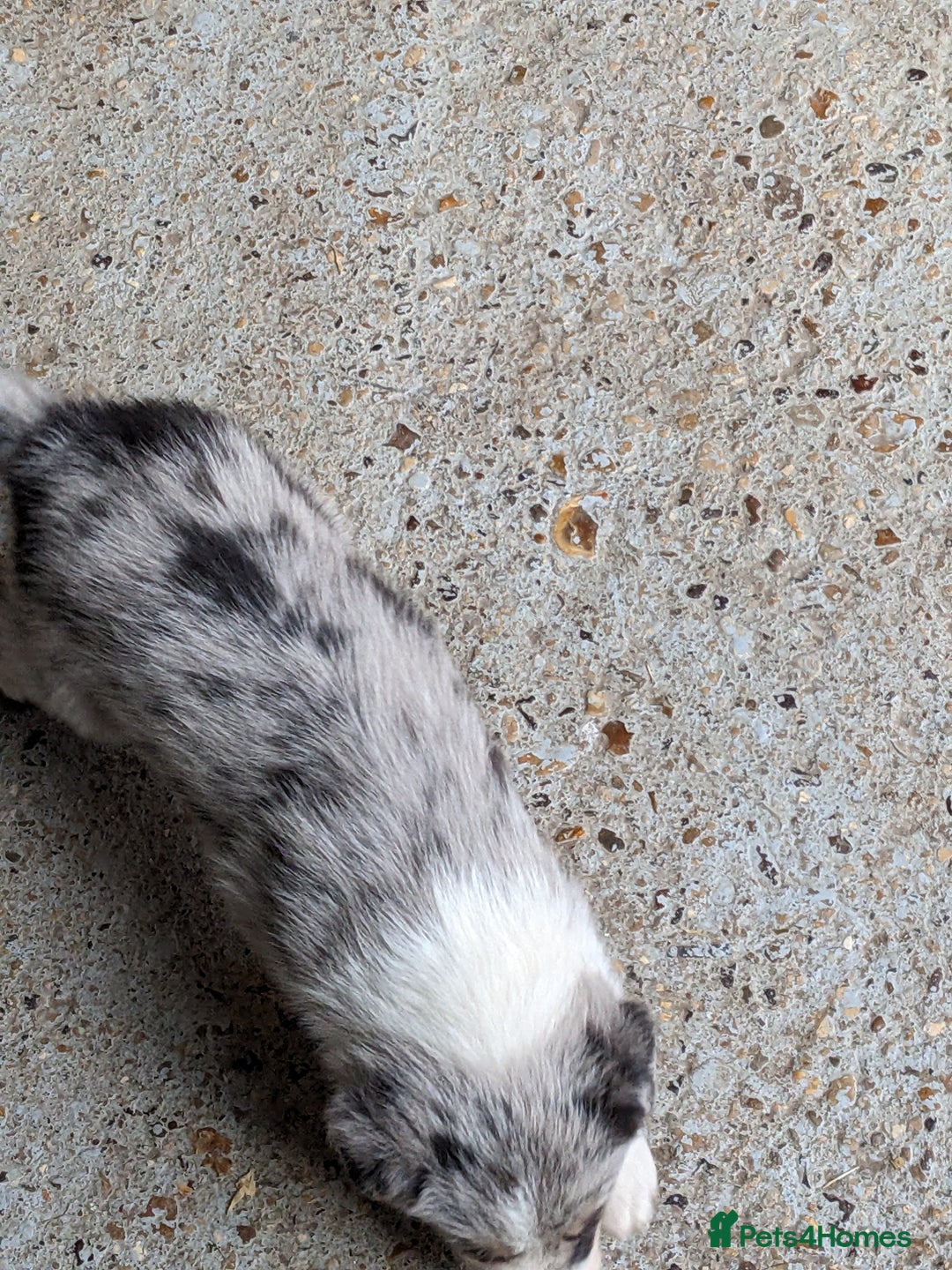 Border Collie dogs for sale: Border Collie puppies  - Image 15