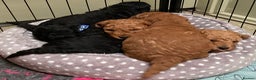 Cockapoo dogs for sale: COCKAPOO PUPPIES RED & BLACK in CAMBRIDGESHIRE  - Advert 17