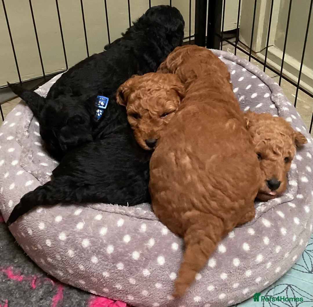Cockapoo dogs for sale: COCKAPOO PUPPIES RED & BLACK in CAMBRIDGESHIRE  - Advert 20