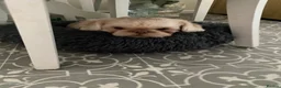 Shih Tzu dogs for stud: Gorgeous stud dog  - Advert 2