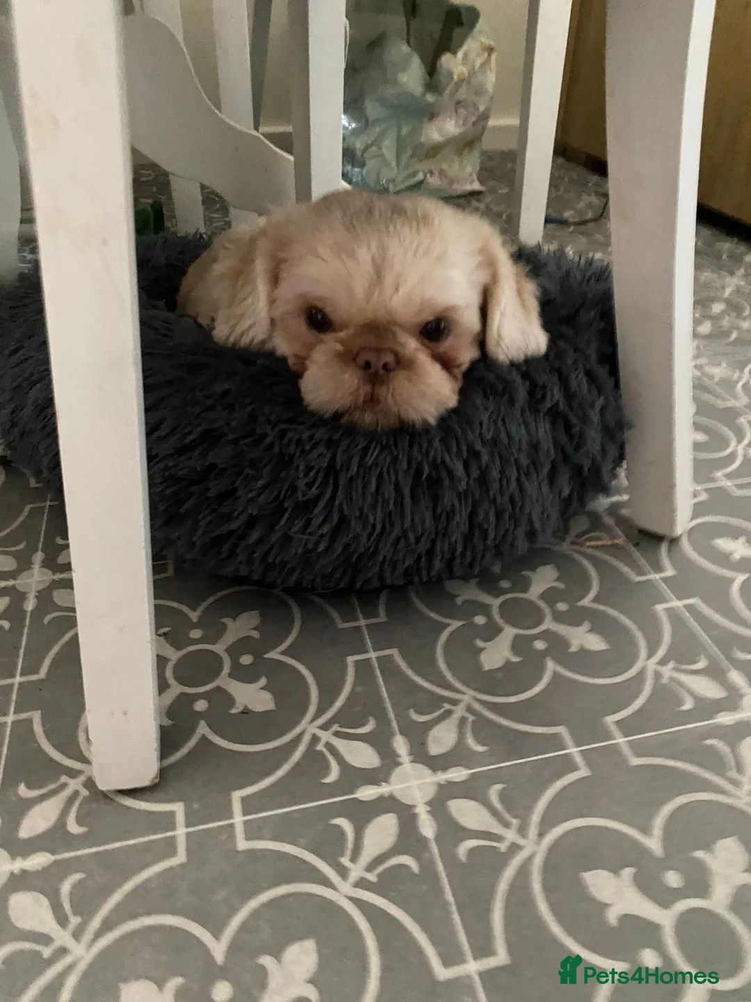 Shih Tzu dogs for stud: Gorgeous stud dog  - Advert 2