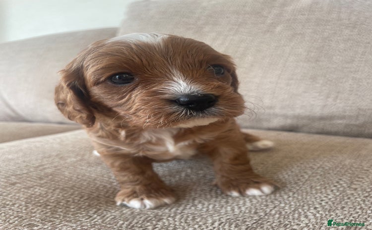 Cavapoo dogs - Advert 1