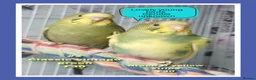 Budgerigars birds for sale: Pet baby budgies priced from £30. - Advert 3