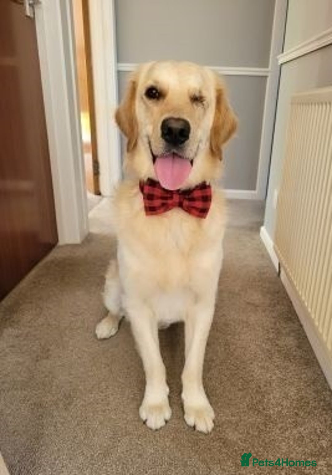 Golden Retriever dogs for sale: fantastic Golden retriever girl - Advert 4