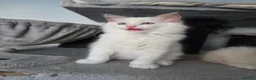 Ragdoll cats for sale: GCCF REGISTERED RAGDOLL KITTENS  - Advert 7