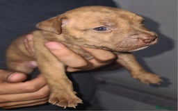 Mixed Breed dogs for sale: Top level Crossbreed pups - Image 10