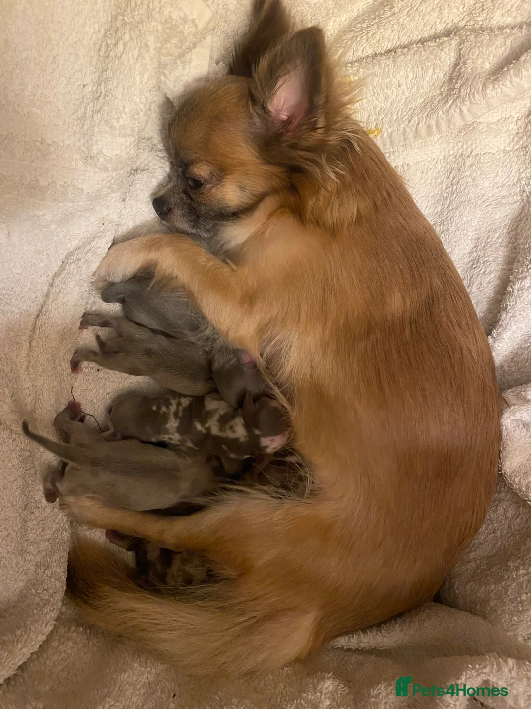 Chihuahua dogs for sale: Beautiful chihuahua puppies - Advert 1