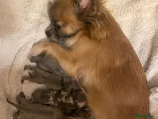 Chihuahua dogs Beautiful chihuahua puppies - Advert 1