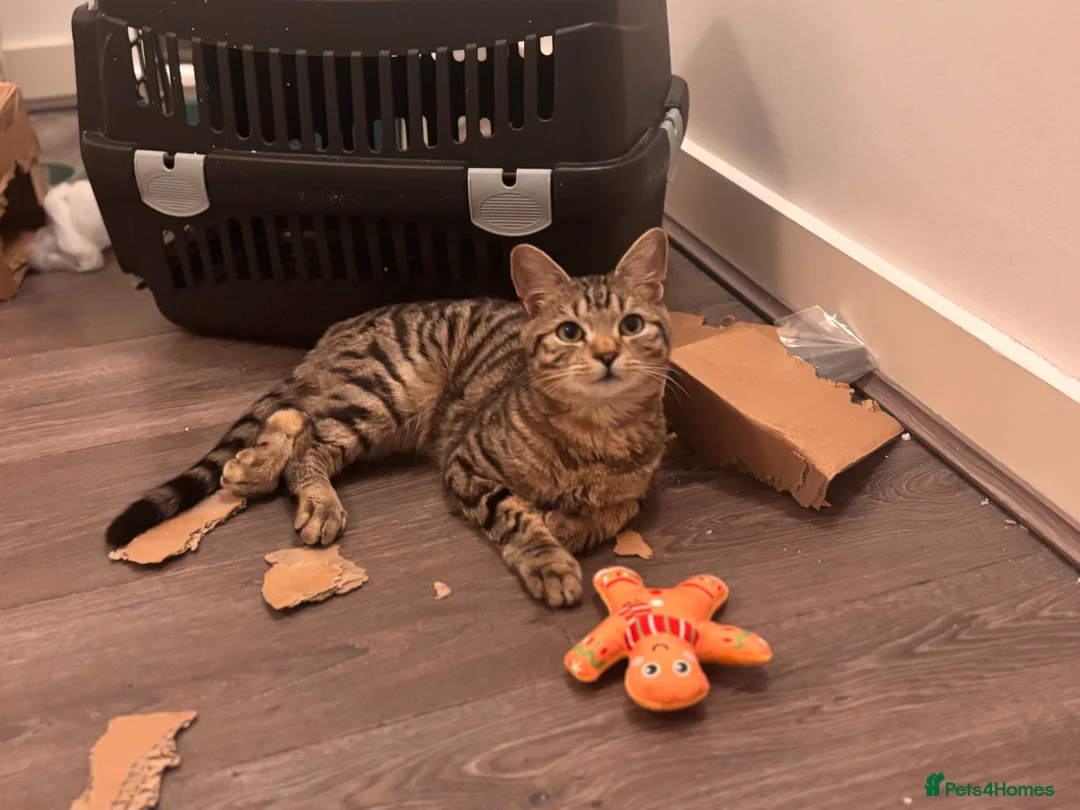 British Shorthair cats for sale: Male tabby cat  - Advert 5