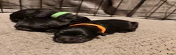 Sheepadoodle dogs for sale: Sheepadoodle  - Advert 26