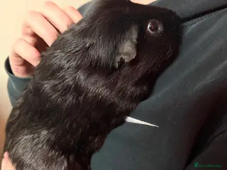 Guinea Pig rodents Male guinea pig - Advert 14