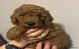 Miniature Poodle dogs for sale: Puppy  - Image 7