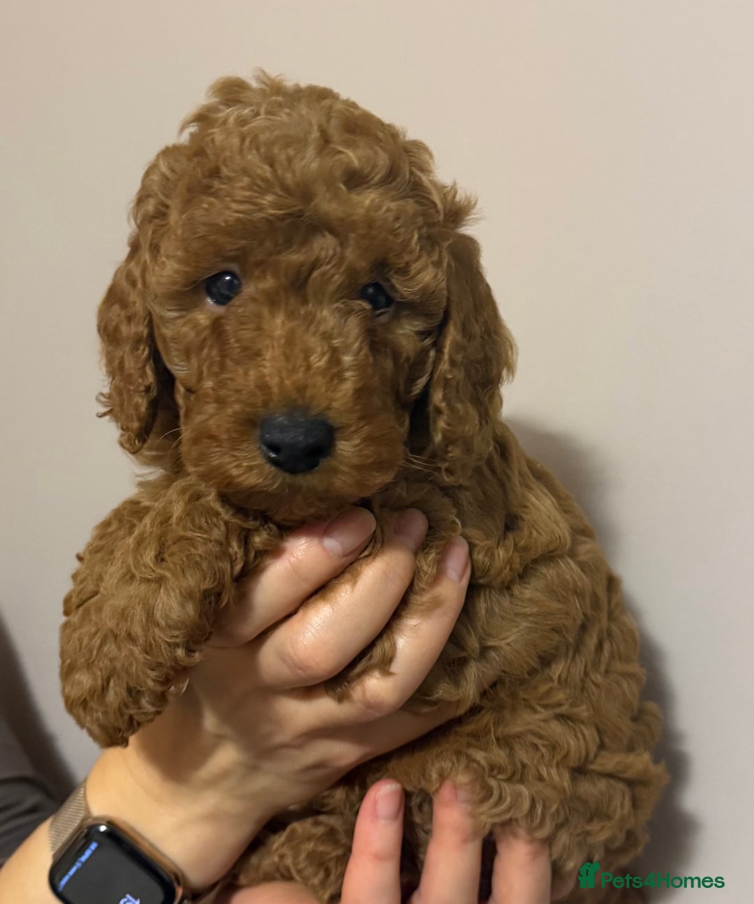 Miniature Poodle dogs for sale: Puppy  - Image 7