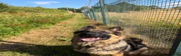 German Shepherd dogs for sale: Pure bred German Shepherd  - Advert 7