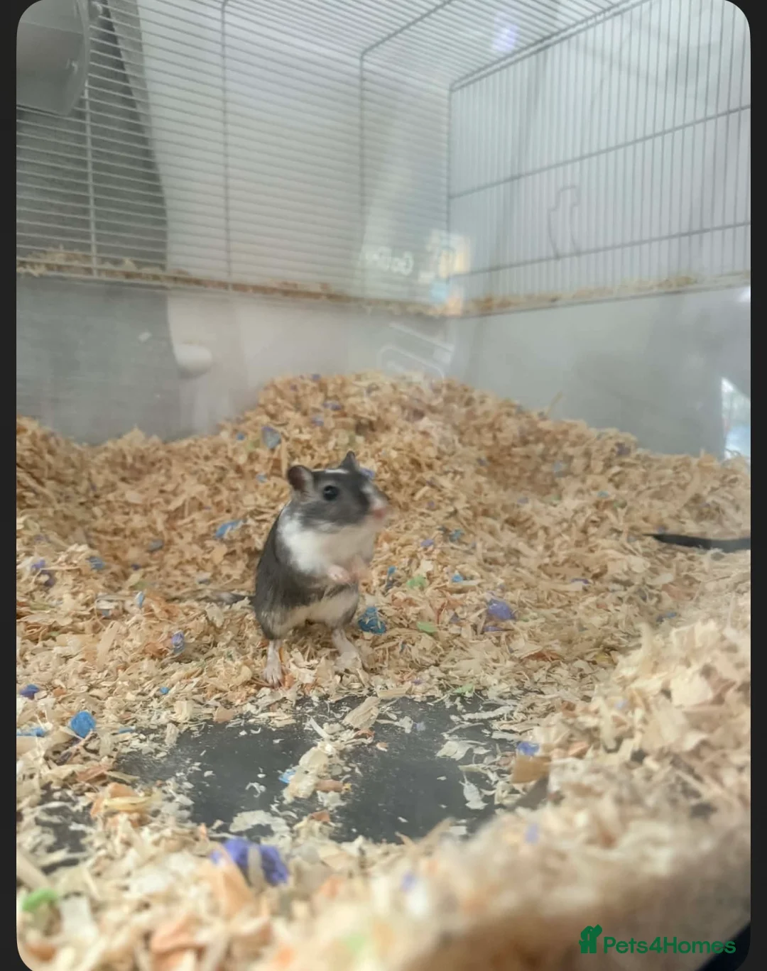 Gerbil rodents for sale: 2 lovely gerbils for sale with cage  - Advert 2