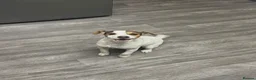 Jack Russell dogs for sale: Beautiful Milo looking for a forever home - Advert 5
