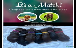 Cocker Spaniel dogs for sale: Beautiful KC REG Working Cocker Spaniel Puppies - Image 15