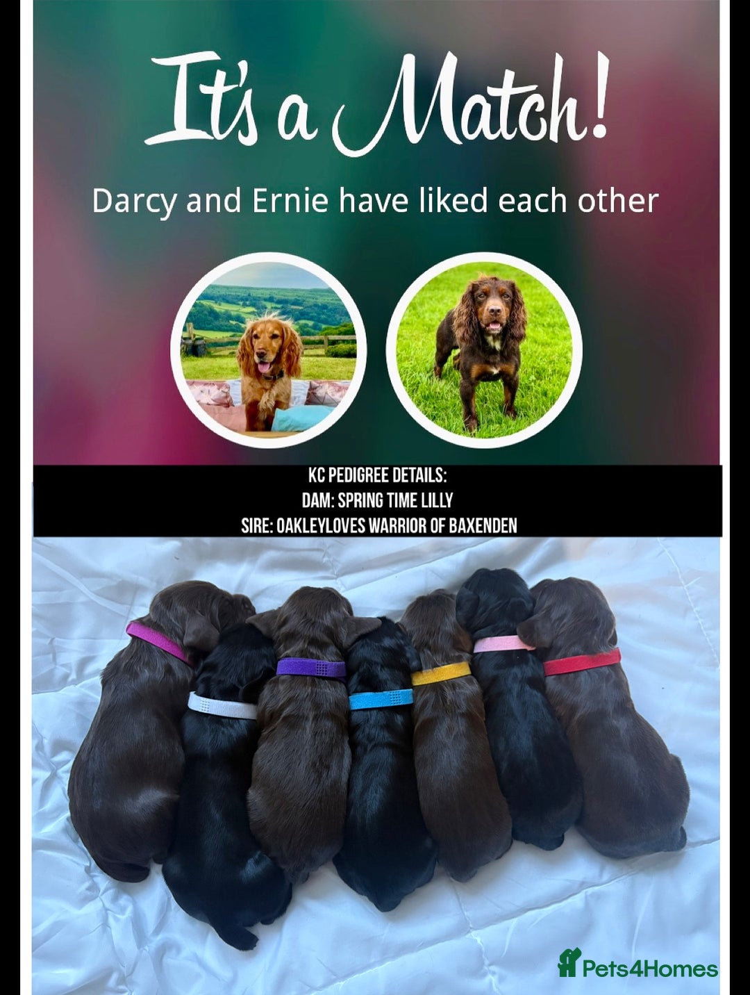 Cocker Spaniel dogs for sale: Beautiful KC REG Working Cocker Spaniel Puppies - Image 15