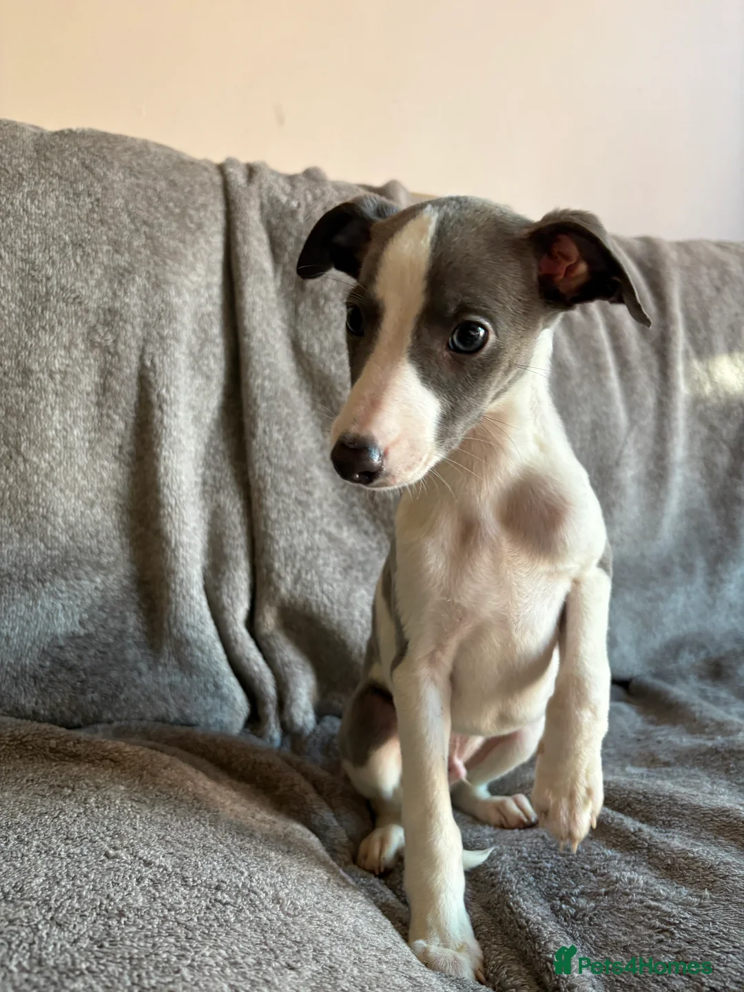 Whippet dogs for sale: 1 Gorgeous KC Reg Whippet Puppy - now reserved - Advert 12
