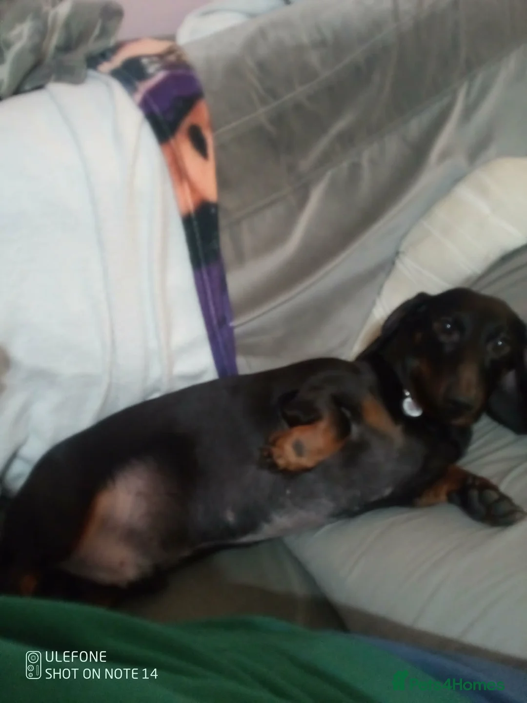 Dachshund dogs for sale: 2 year old dachshund  - Advert 2