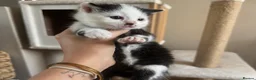 Mixed Breed cats for sale: Beautiful male and female kitten - Advert 2